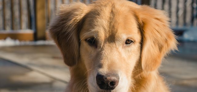 En billig hundförsäkring är ett sätt för hundägare att spara pengar